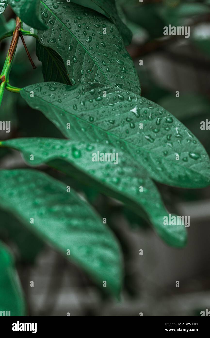 Foglie di guava con gocce di pioggia Foto Stock