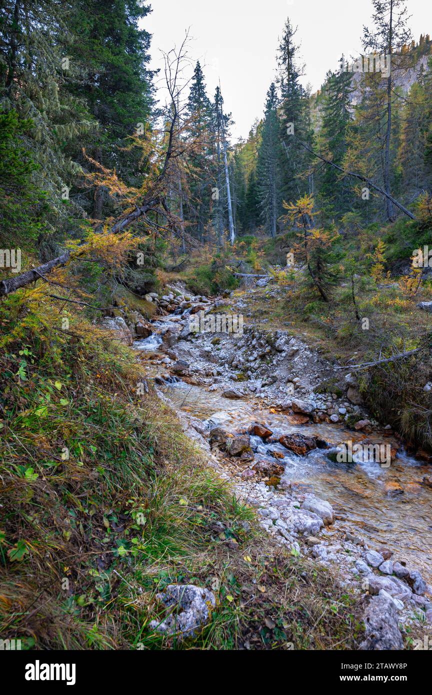 Ruscello di montagna con rocce in una foresta Foto Stock