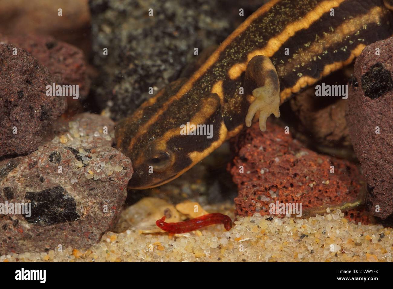 Primo piano naturale su un giovane della specie in via di estinzione del cappotto giapponese Riu-Kiu dalla coda di spada, Cynops ensicauda ensicauda in cerca di cibo Foto Stock