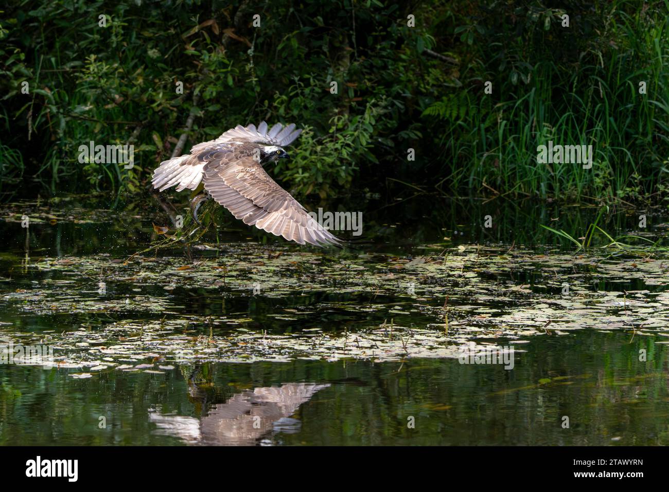 Trossachs Ospreys Foto Stock