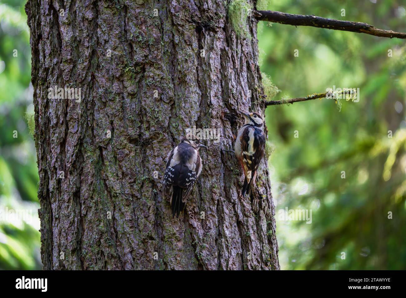 Robin, Red Squirrel, Nuthatch e Heron Foto Stock