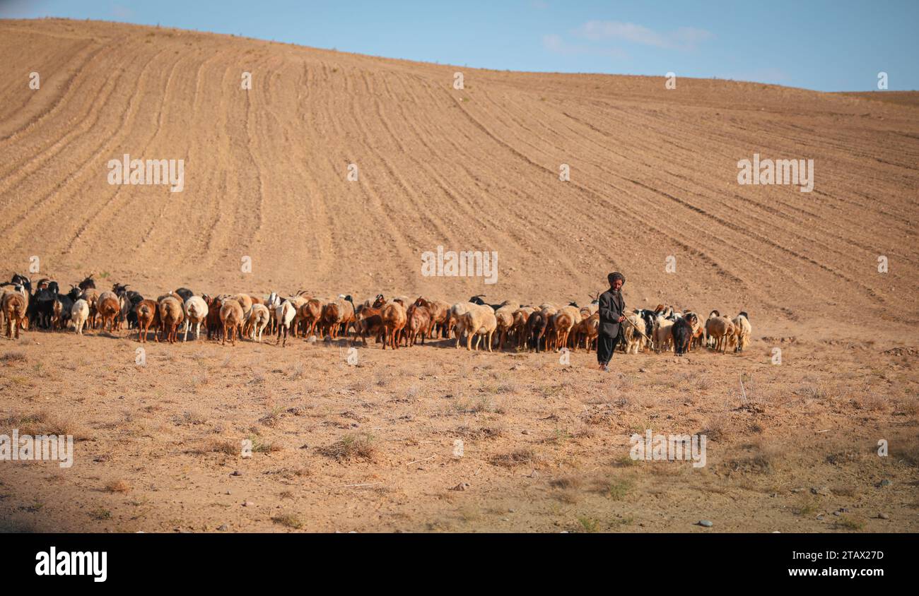 Pastore e pecore in un villaggio. Foto Stock