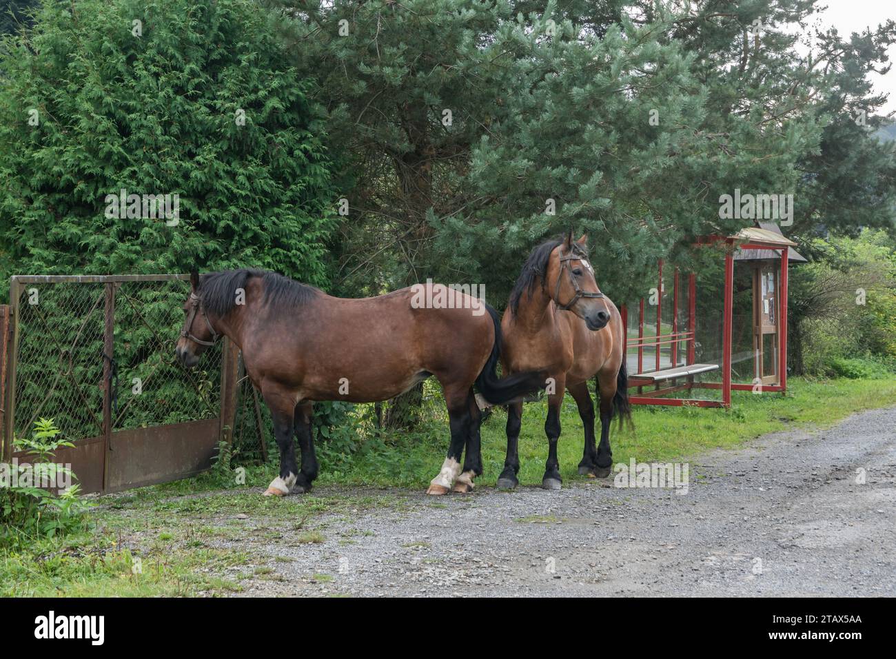I cavalli aspettano davanti alla casa per l'apertura del cancello.Bieszczady Mountains, Polonia, Europa. Foto Stock
