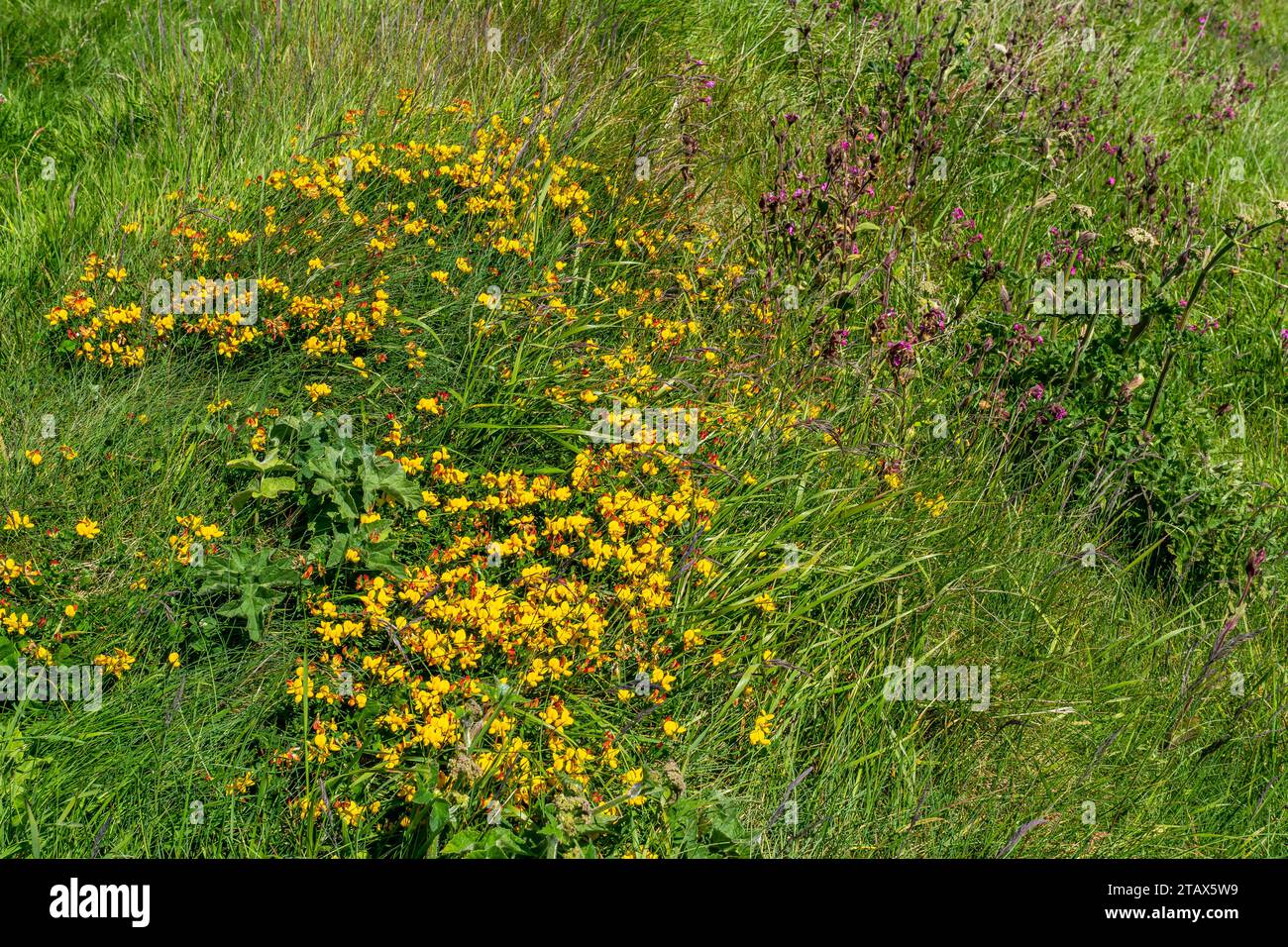 Birdsfoot Trefoil, un fiore costiero selvatico, tra erba e altri fiori selvatici. Foto Stock