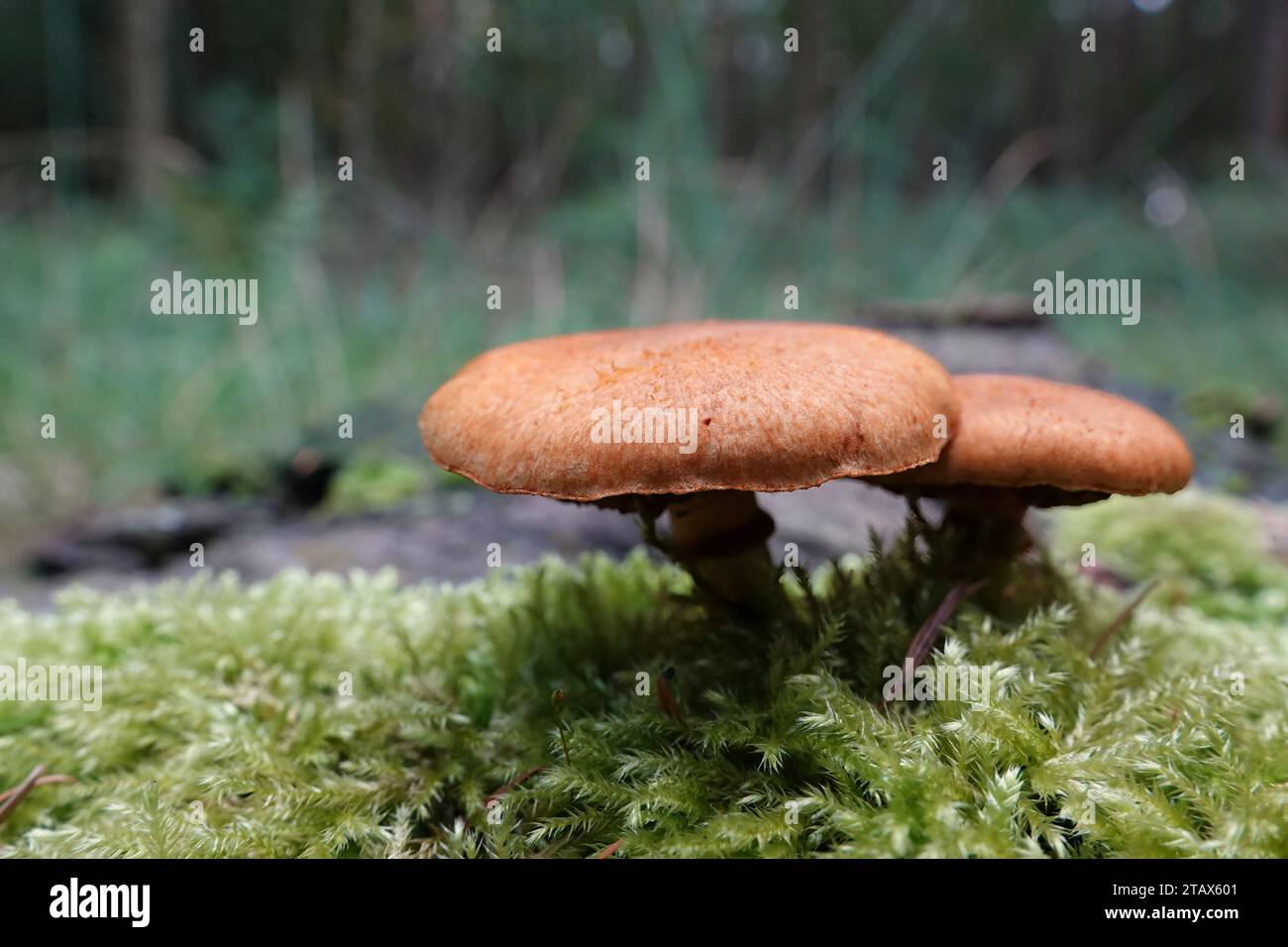 Primo piano naturale con angolo basso su un'aggregazione di palestra emergente color rosso rossastro o di funghi spettacolari, Gymnopilus junonius Foto Stock