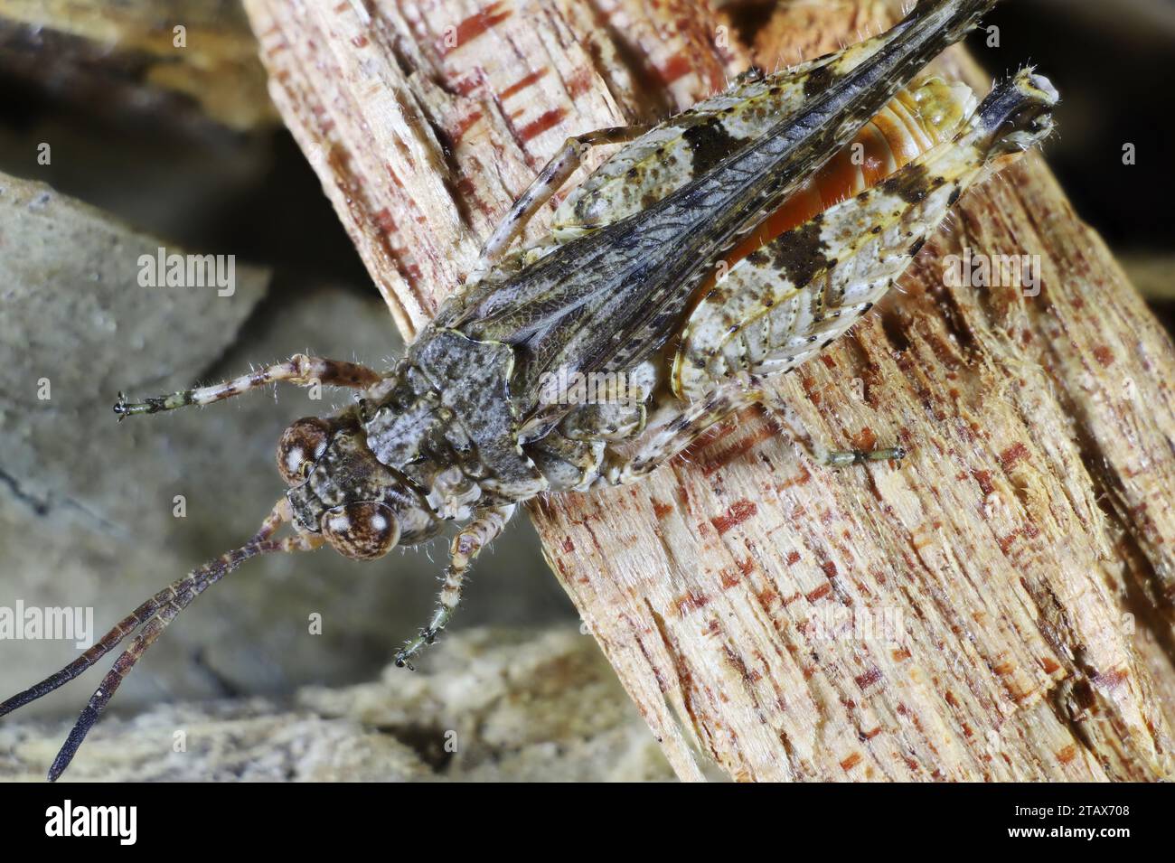 Primo piano dorsale della Grasshopper corta (Acrididae) South Australia Foto Stock