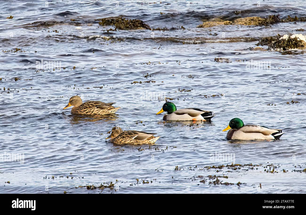 Maschile e femail mallard, Anas platyrhynchos, Great Cumbrae, Scozia, Regno Unito Foto Stock