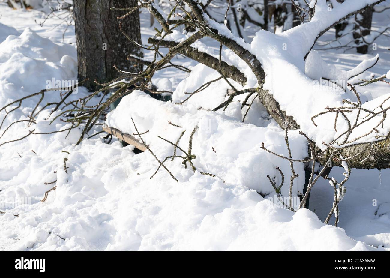 Dachau GER, Wintereinbruch und Schnee a Dachau/Bayern, 03.12.2023. Ein aufgrund der Schneelast abgebrochener AST Hat eine Sitzbank im Schlosspark des Dachauer Schloss unter sich begraben. GER, Wintereinbruch und Schnee a Dachau/Bayern, 03.12.2023. *** Dachau GER, inizio dell'inverno e della neve a Dachau in Baviera, 03 12 2023 Una diramazione che si ruppe a causa del carico di neve seppellì una panchina nel parco del castello di Dachau GER, inizio dell'inverno e della neve a Dachau in Baviera, 03 12 2023 Copyright: XEibner-Pressefoto/HeikexFeinerx EP HFR Foto Stock