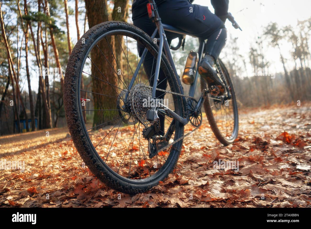 Ciclista su una bicicletta di ghiaia nella foresta autunnale con foglie multicolore nelle giornate di sole. Vista angolare bassa. Foto Stock