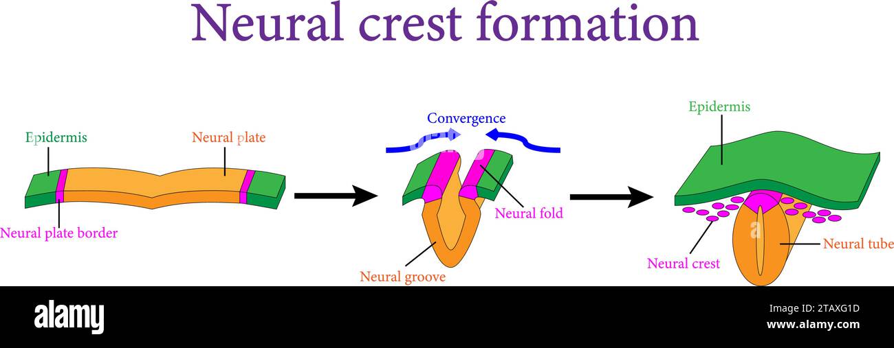 La formazione della cresta neurale durante la neurulazione.illustrazione vettoriale. Illustrazione Vettoriale