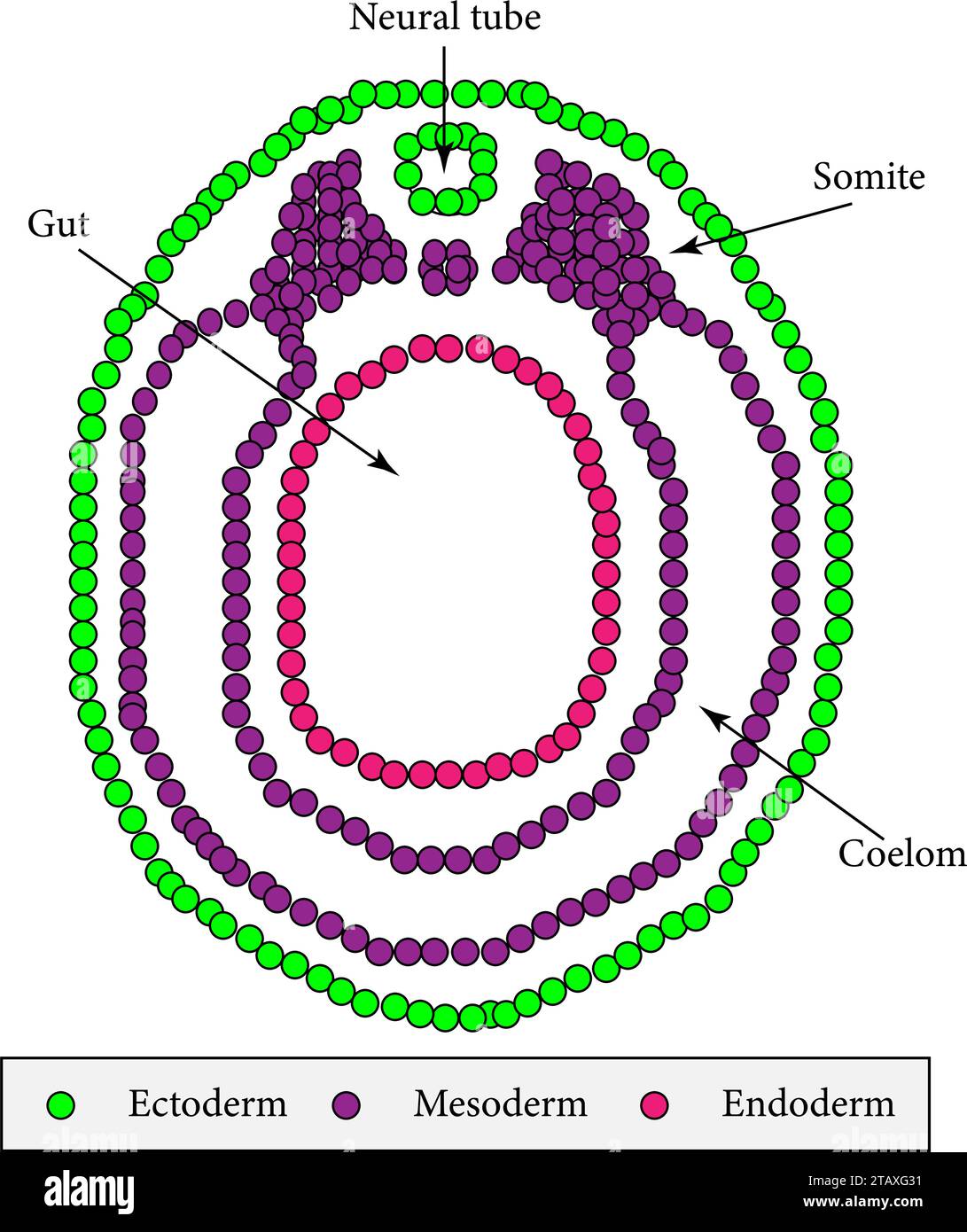 Sezione trasversale di un embrione vertebrato nello stadio della neurula.illustrazione vettoriale Illustrazione Vettoriale