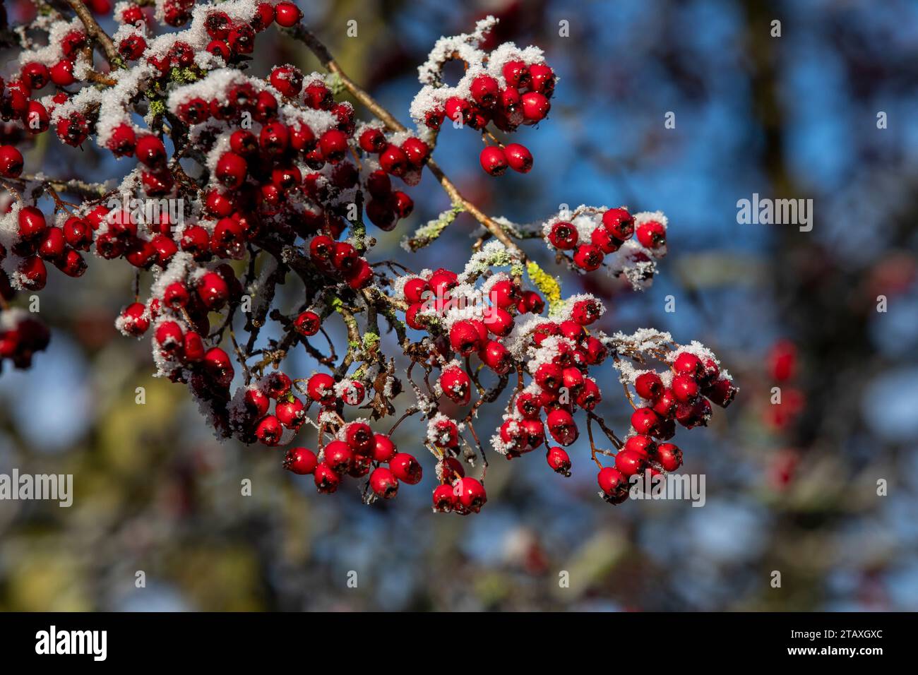 Bacche di biancospino rosso su un cespuglio di biancospino in inverno Foto Stock