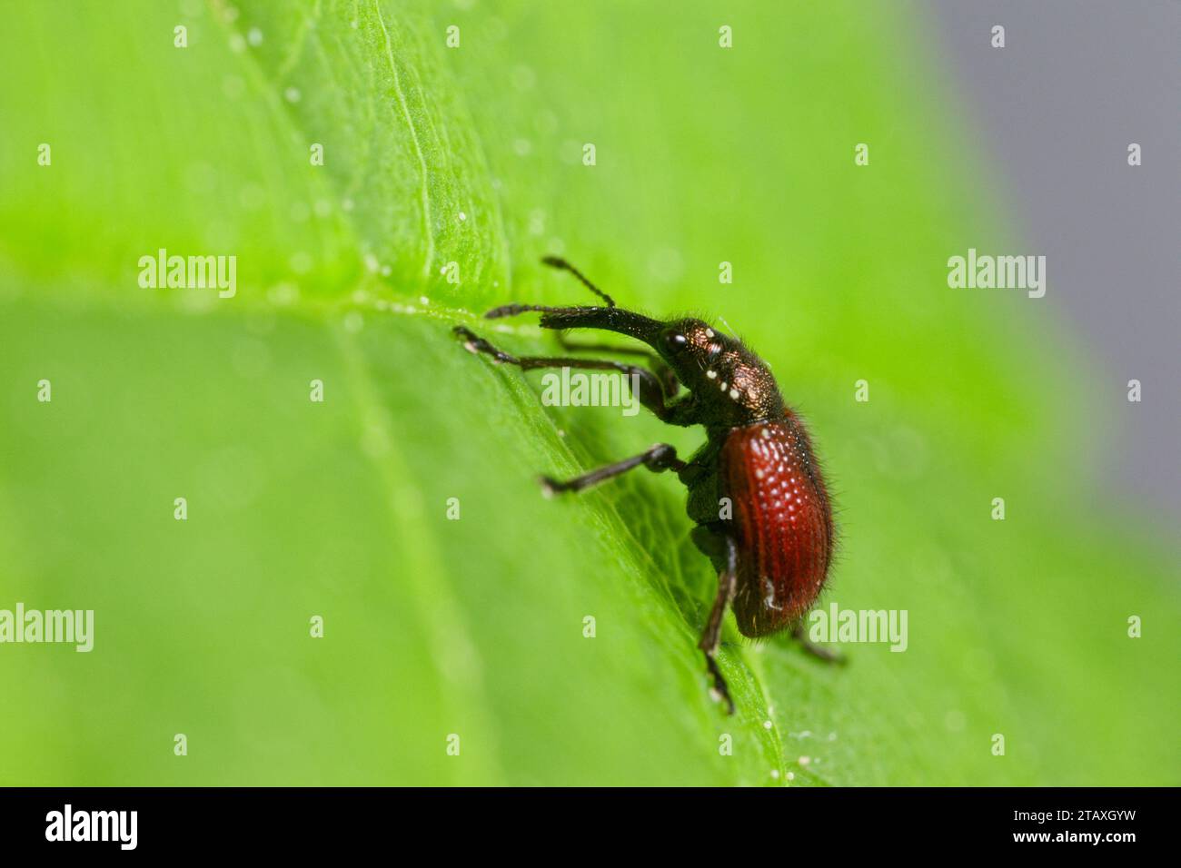 Mela frutta weevil (Tatianaerhynchites aequatus) Foto Stock