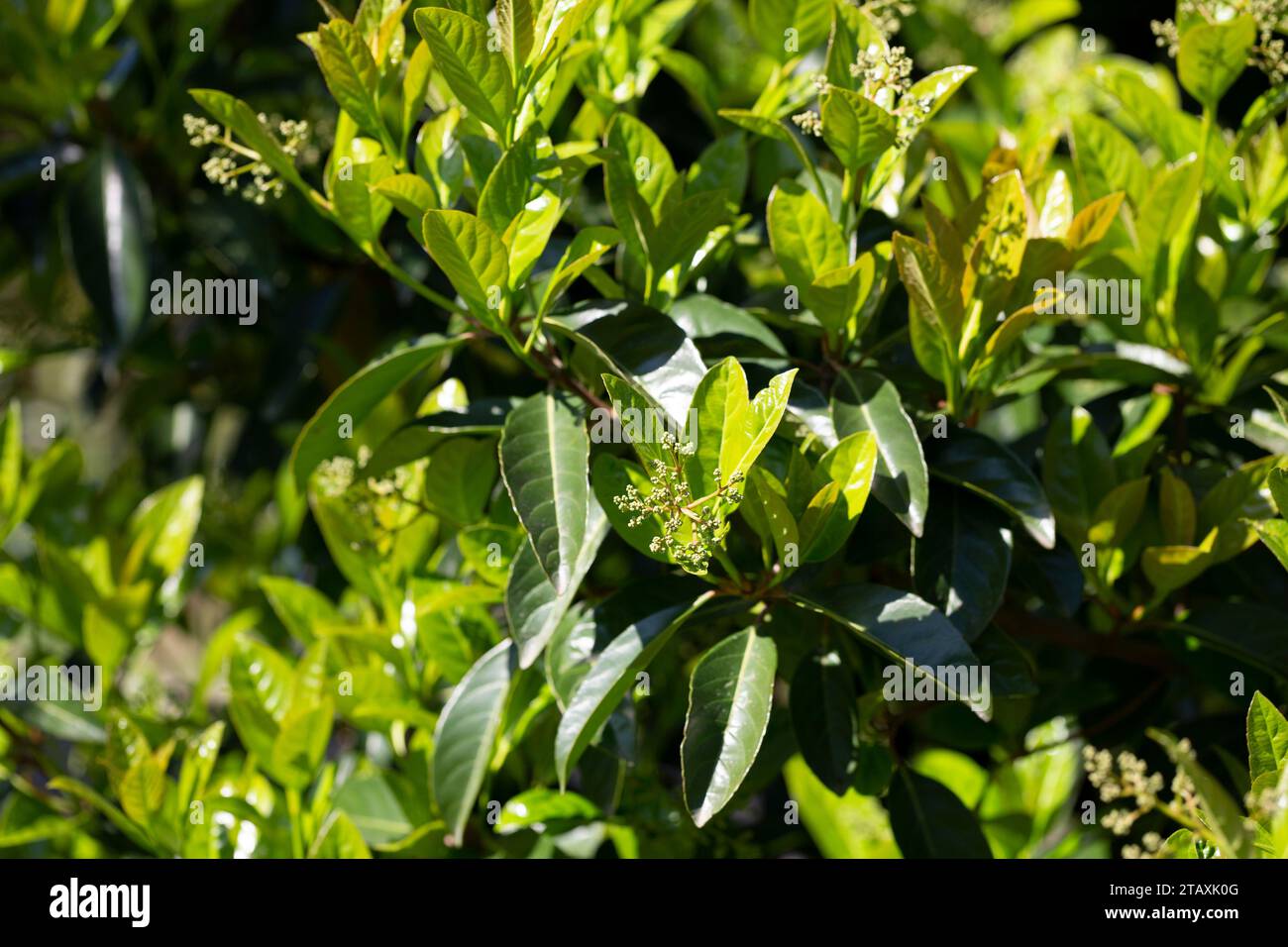 Phillyrea giovani foglie verdi e boccioli bianchi, concentrazione selettiva. Sfondo di foglie verdi in primavera. L'albero di Evergreen cresce nell'Arboretum Park Southern Cu Foto Stock