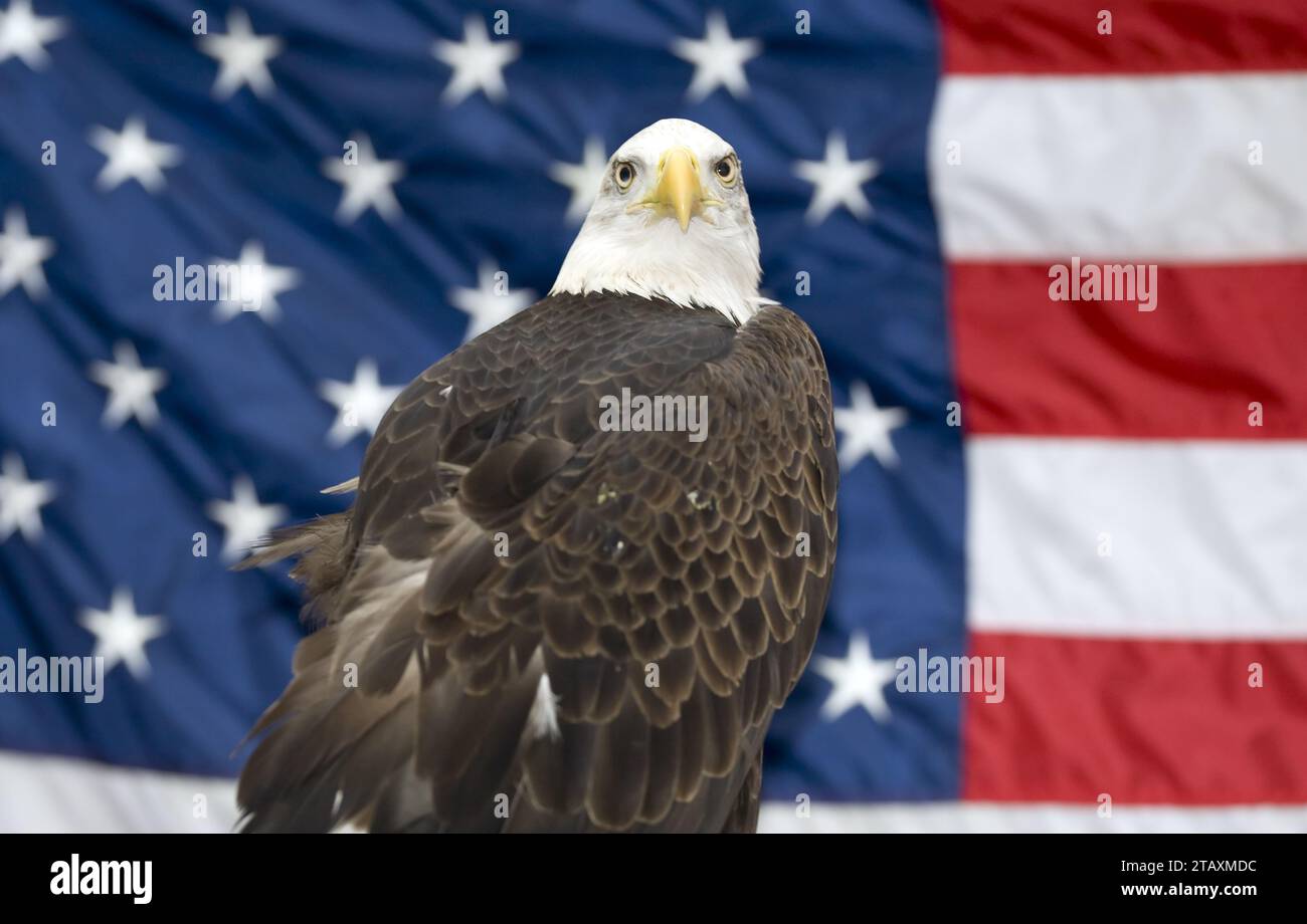 Charlotte, NC, USA. 28 marzo 2009. Una maestosa aquila calva, la sua presenza regale accentuata sullo sfondo della bandiera americana, incarna lo spirito di libertà e forza. (Immagine di credito: © Stephen A Arce Grindstone Media/ASP) SOLO USO EDITORIALE! Non per USO commerciale! Foto Stock