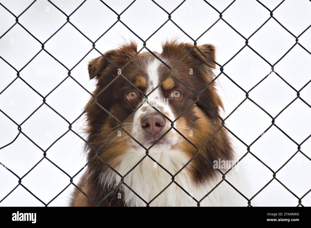 Ritratto di un cane molto triste dietro la recinzione. Tristezza espressione animale, occhi tristi. Divertente foto di animali. Foto Stock