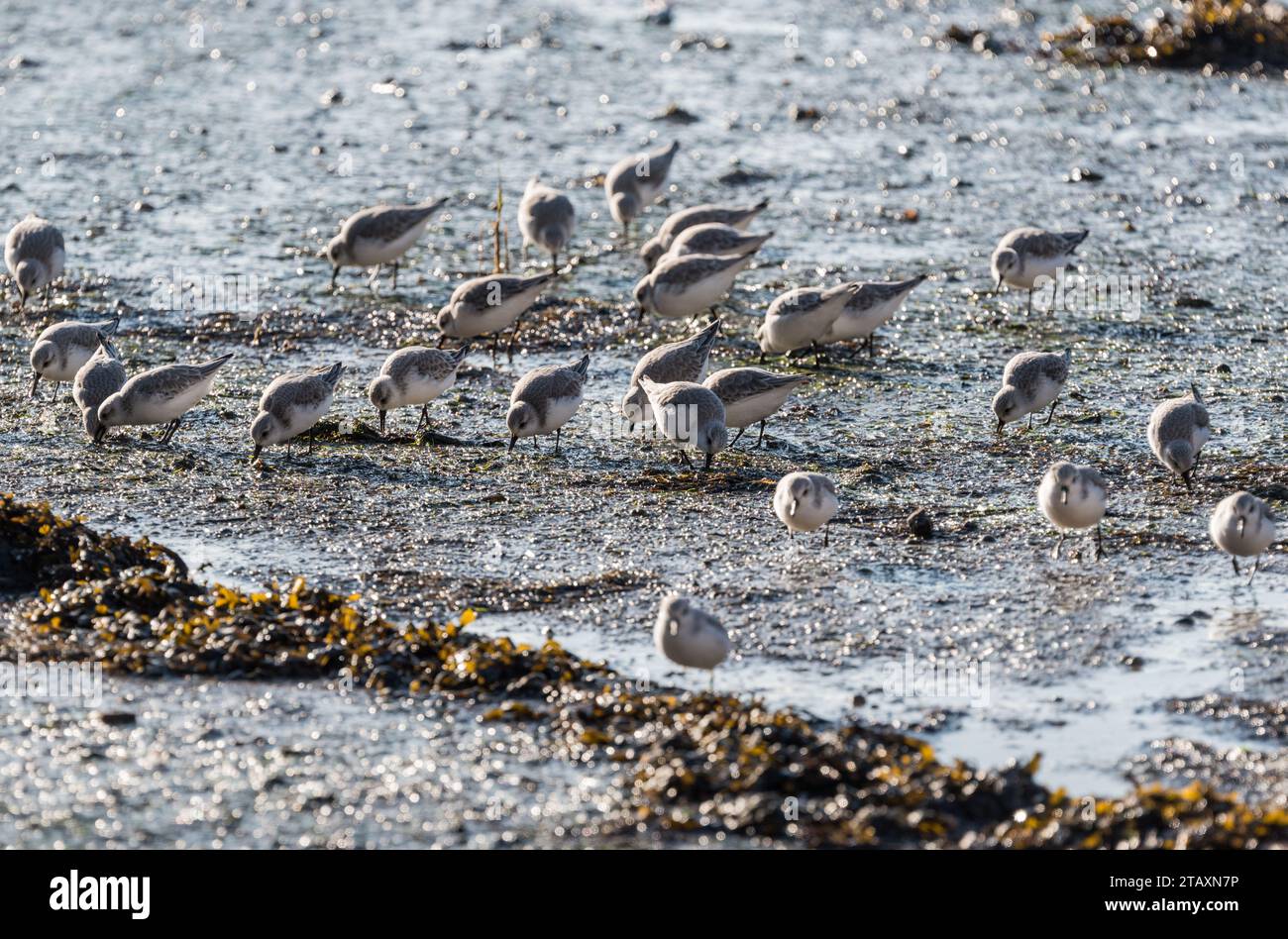 Foraging Sanderling (Calidris alba) a Leigh on Sea, Essex mentre entra la marea Foto Stock