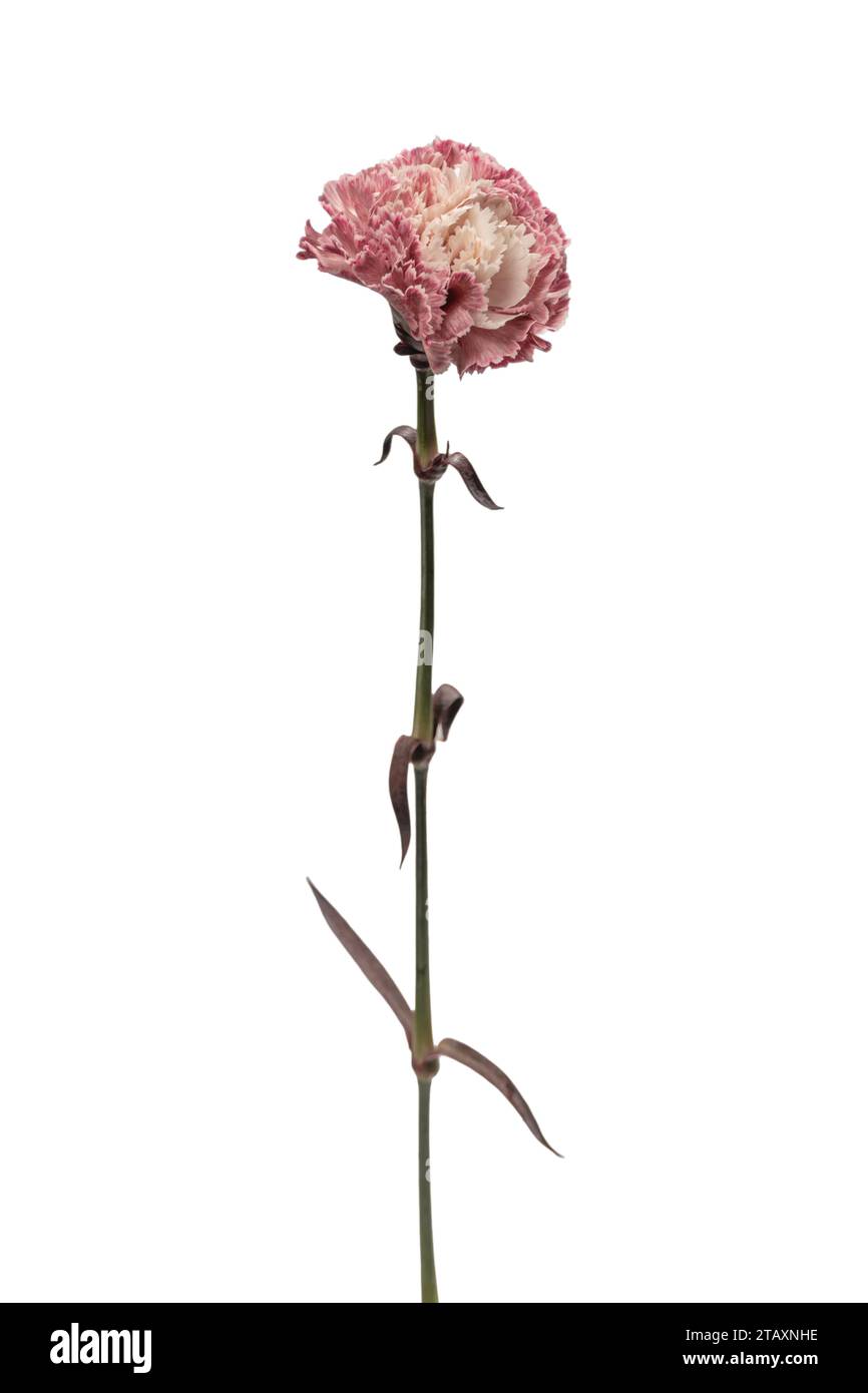 Bellissimo fiore di garofano rosa isolato su sfondo bianco. Foto Stock