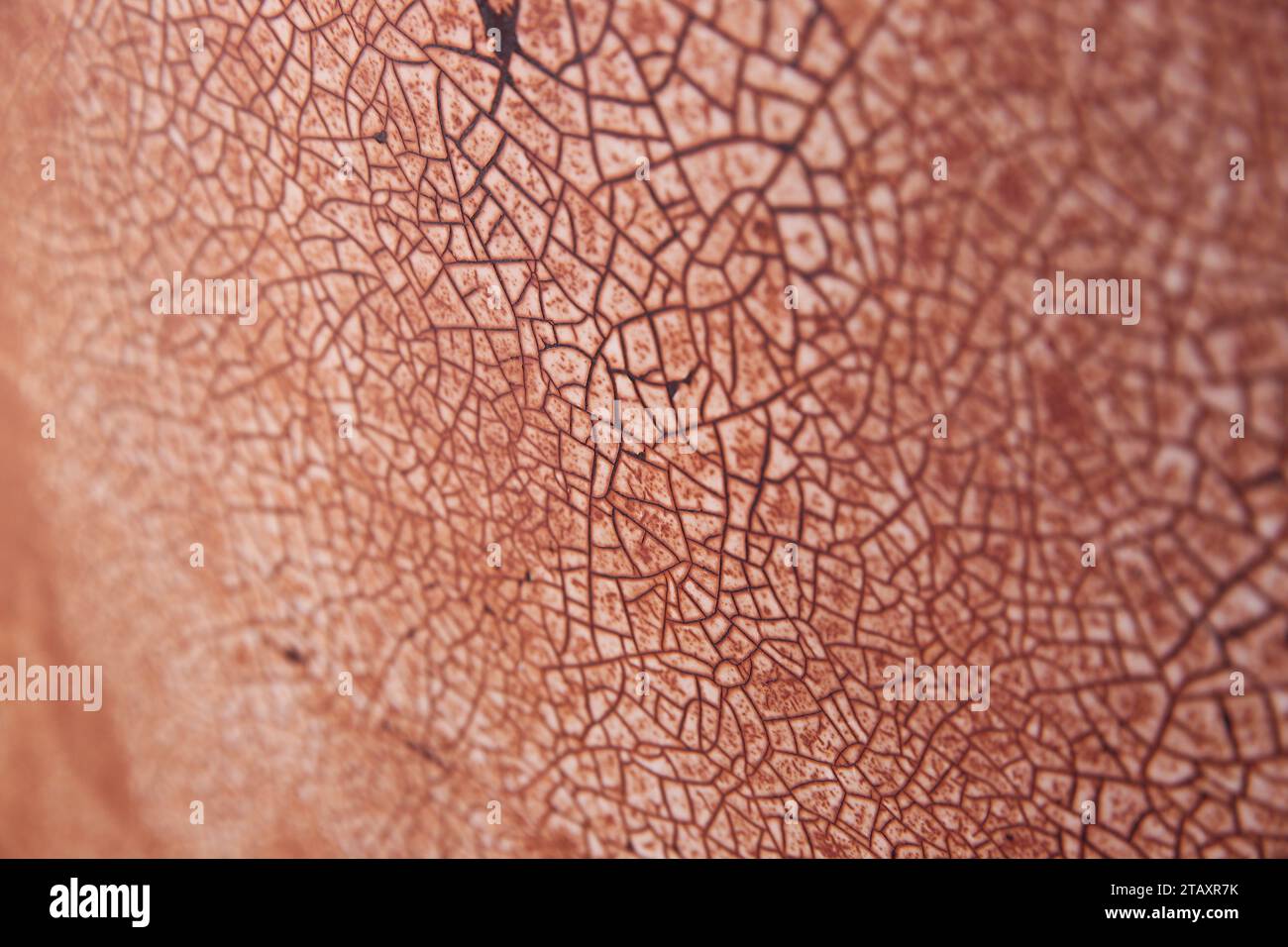 Un'immagine isolata di un pezzo di legno marrone con una finitura in rilievo, con crepe e scheggiature della vernice Foto Stock