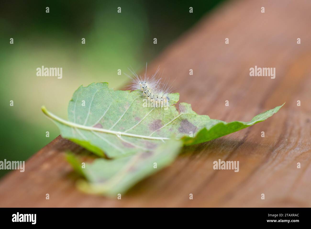 Originario del Nord America, un fuzzy bruco di verme dell'autunno (Hyphantria cunea) strisciava su una singola foglia nel tardo periodo estivo. Foto Stock