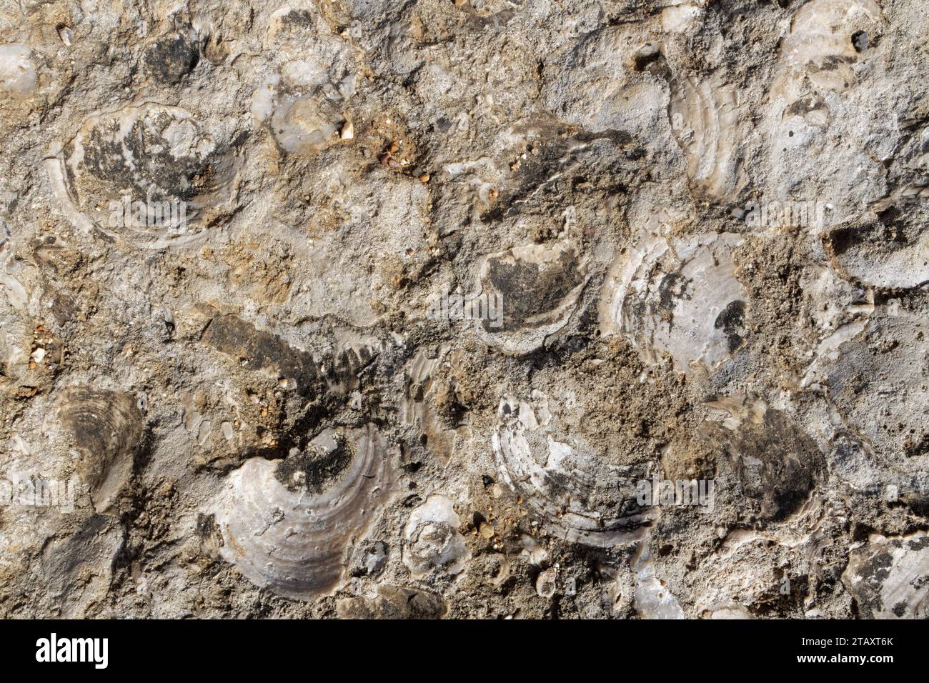 Gusci bivalvi giurassici fossilizzati, probabilmente del capesante (Camptonectes lamellosus) in calcare di Portland, esposti sulla riva del mare a Portland Bill Foto Stock