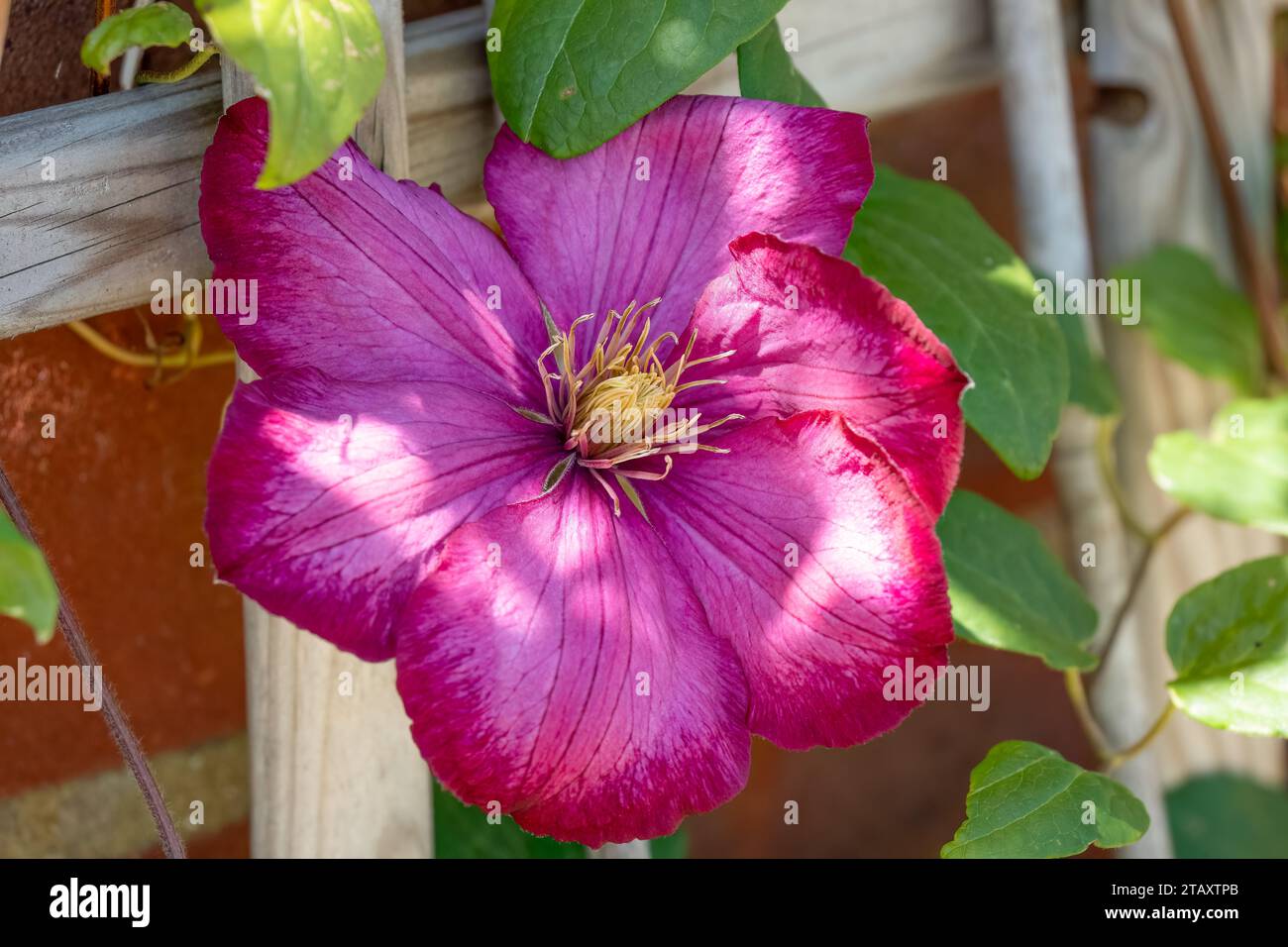 Bel fiore viola profondo di un clematis Etoile Violet in fiore estate Foto Stock
