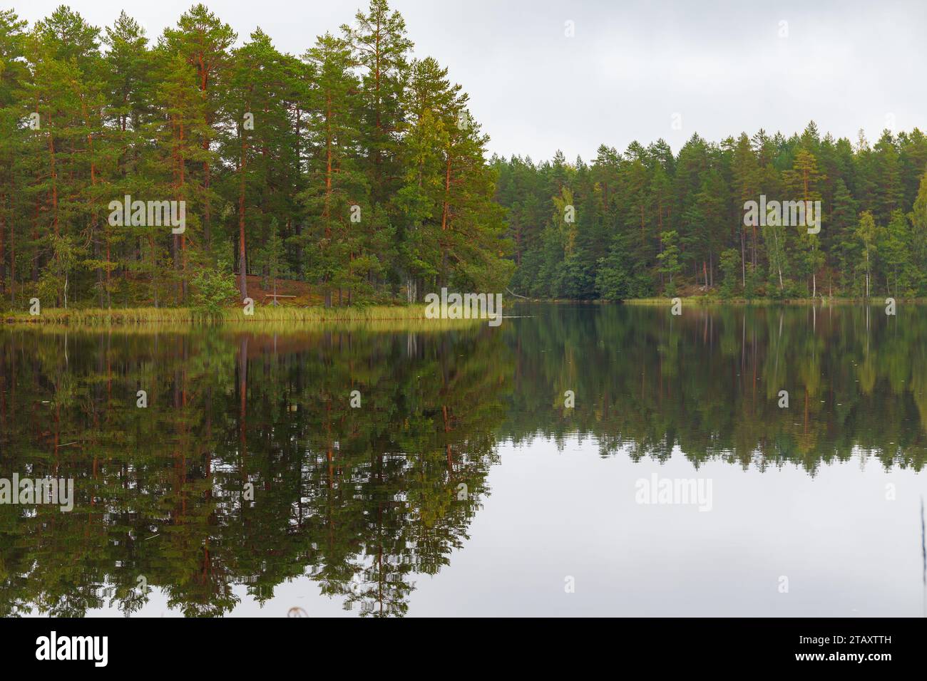 Riflessi della foresta di conifere su un lago selvaggio, giornata tranquilla e nuvolosa Foto Stock