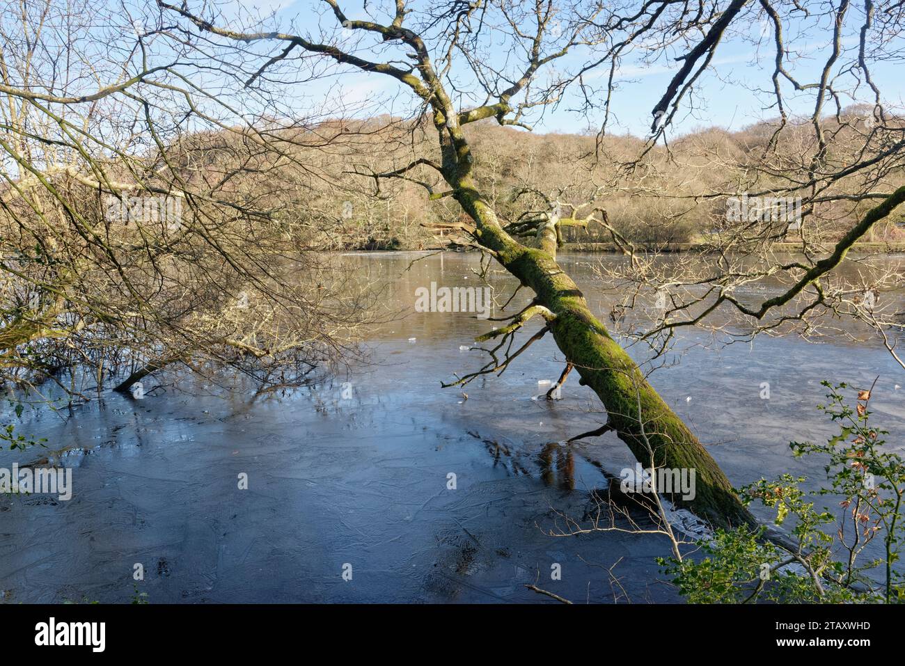 Stagno di Eyeworth Frozen in Winter, Fritham, New Forest, Hampshire, Regno Unito, gennaio 2023. Foto Stock