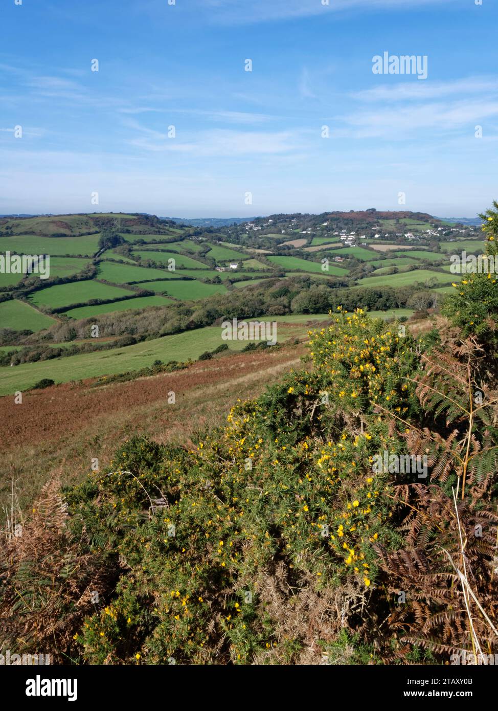 Vista sulla brughiera e sui tradizionali pascoli verso Morecombelake da Golden Cap, Dorset, Regno Unito, ottobre 2023. Foto Stock