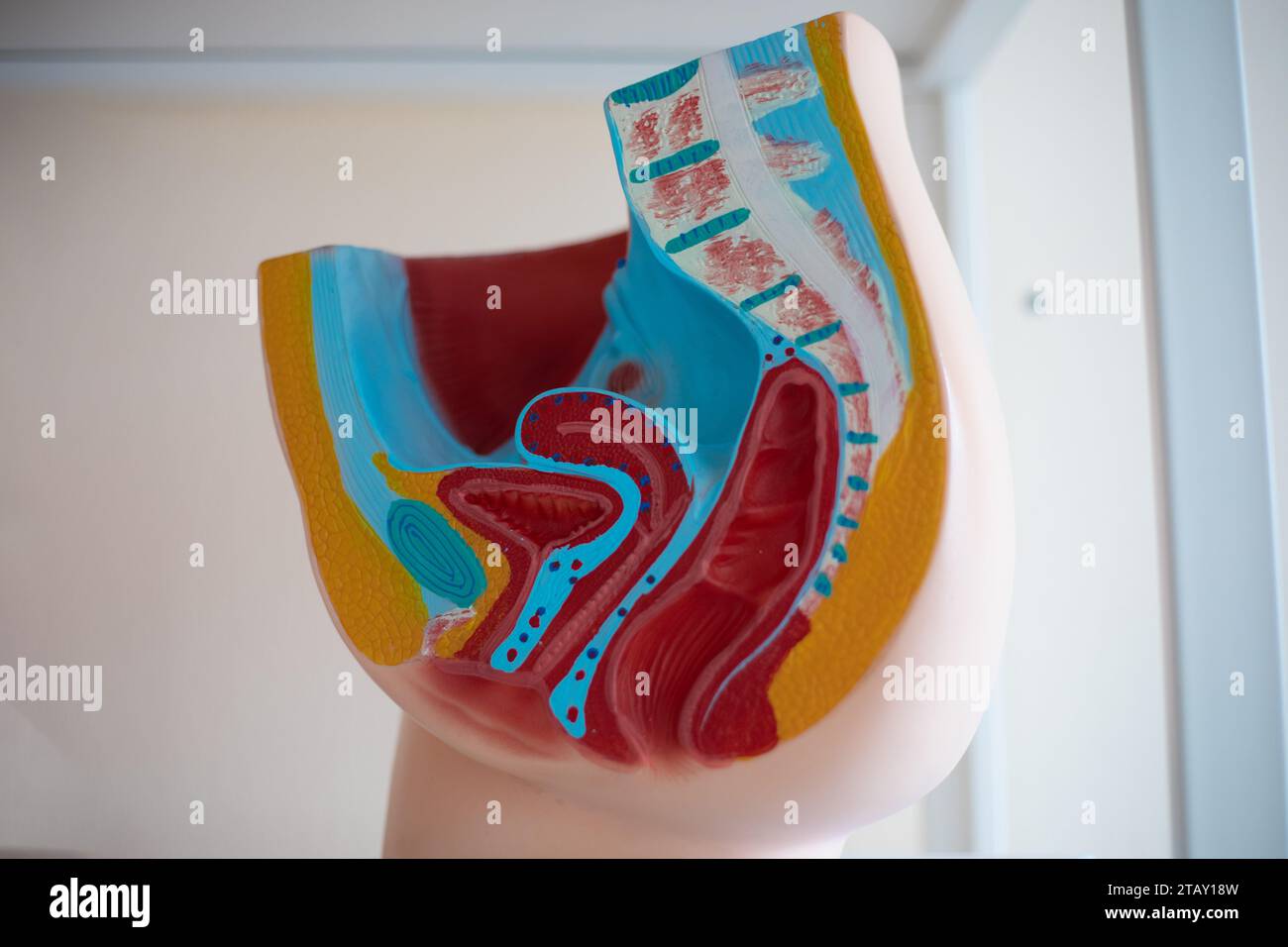 Modello anatomico medico del pavimento pelvico femminile. Manuali di formazione . Istruzione, medicina, cura. Foto Stock