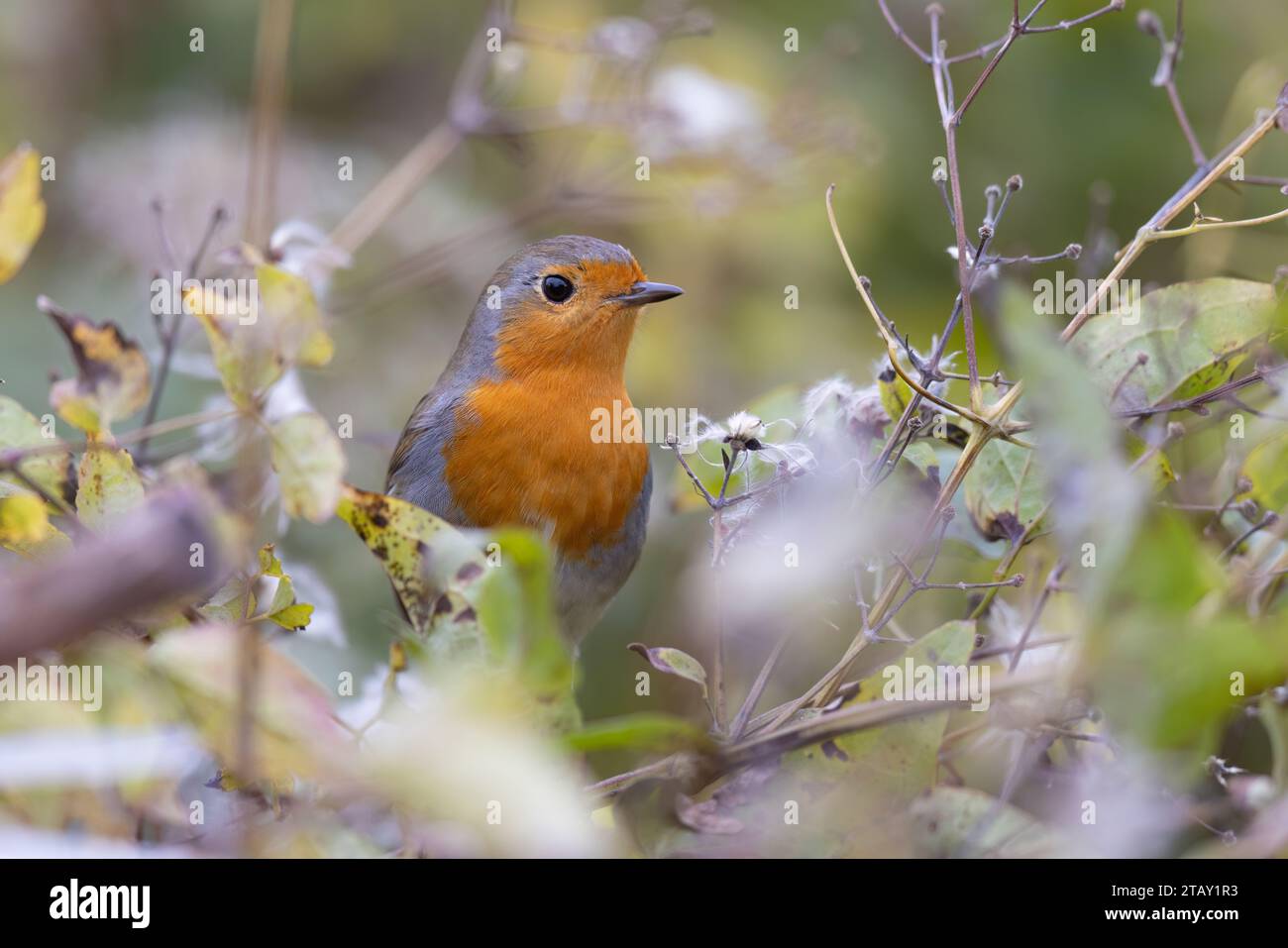 Il robin europeo (erithacus rubecula) è un piccolo uccello passerino insettivore. Foto Stock