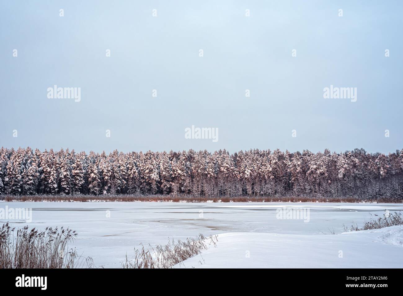 Splendida vista panoramica invernale sul lago ghiacciato "Titurgas Ezers" situato presso il comune di Kekava in Lettonia. Pini ricoperti di neve. Foto Stock