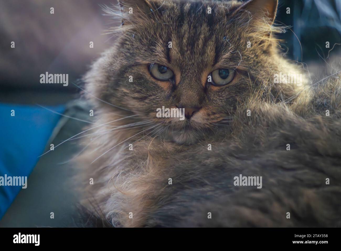 Gatta marrone tabby con occhi verdi e belle orecchie grandi Foto Stock