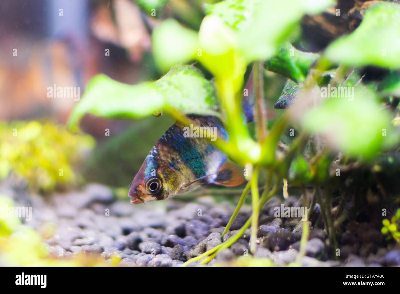 Granaio di Sumatran nell'acquario, vista ravvicinata del pesce. Foto Stock