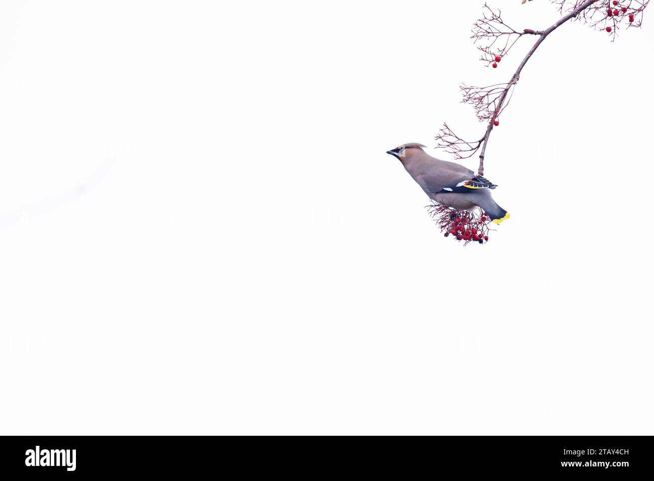 Waxwing (Bombycilla garrulus) Norfolk novembre 2023 Foto Stock