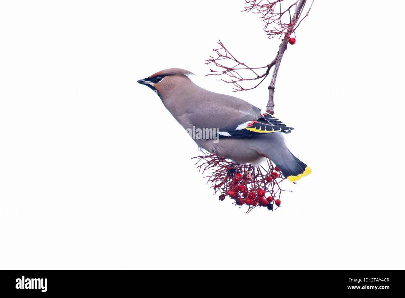 Waxwing (Bombycilla garrulus) Norfolk novembre 2023 Foto Stock
