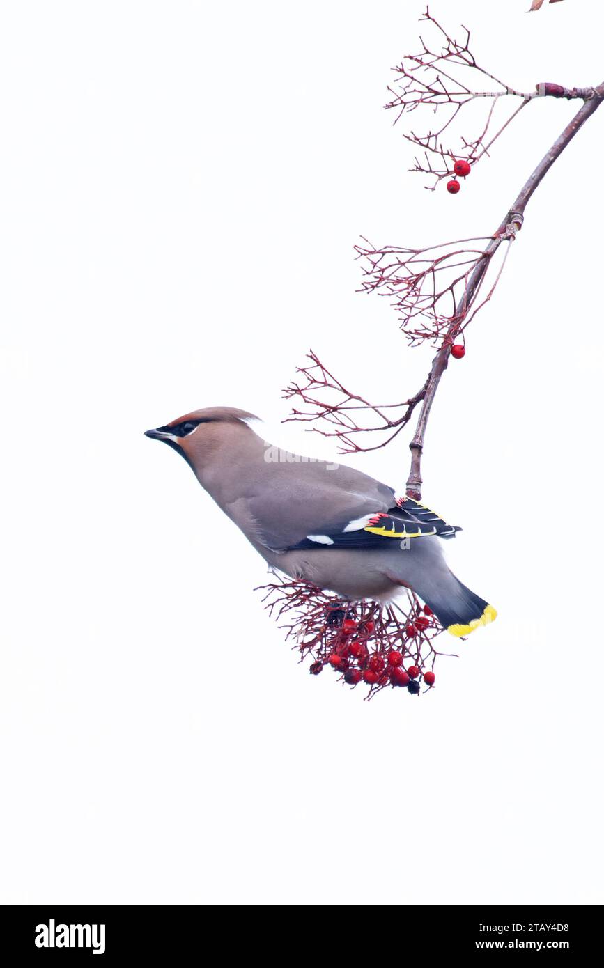 Waxwing (Bombycilla garrulus) Norfolk novembre 2023 Foto Stock