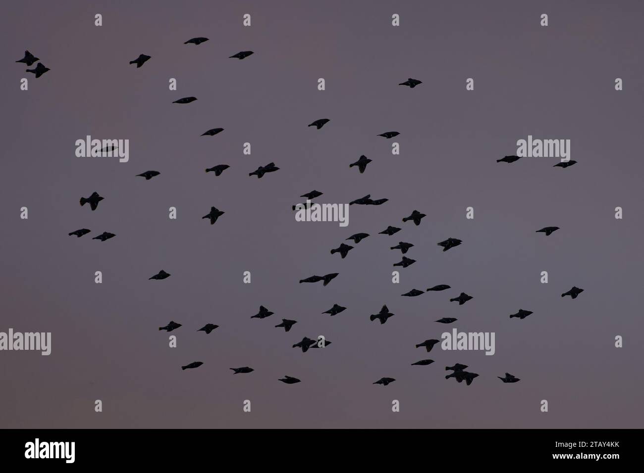 Waxwing (Bombycilla garrulus) affluiscono a silhouette Norfolk novembre 2023 Foto Stock