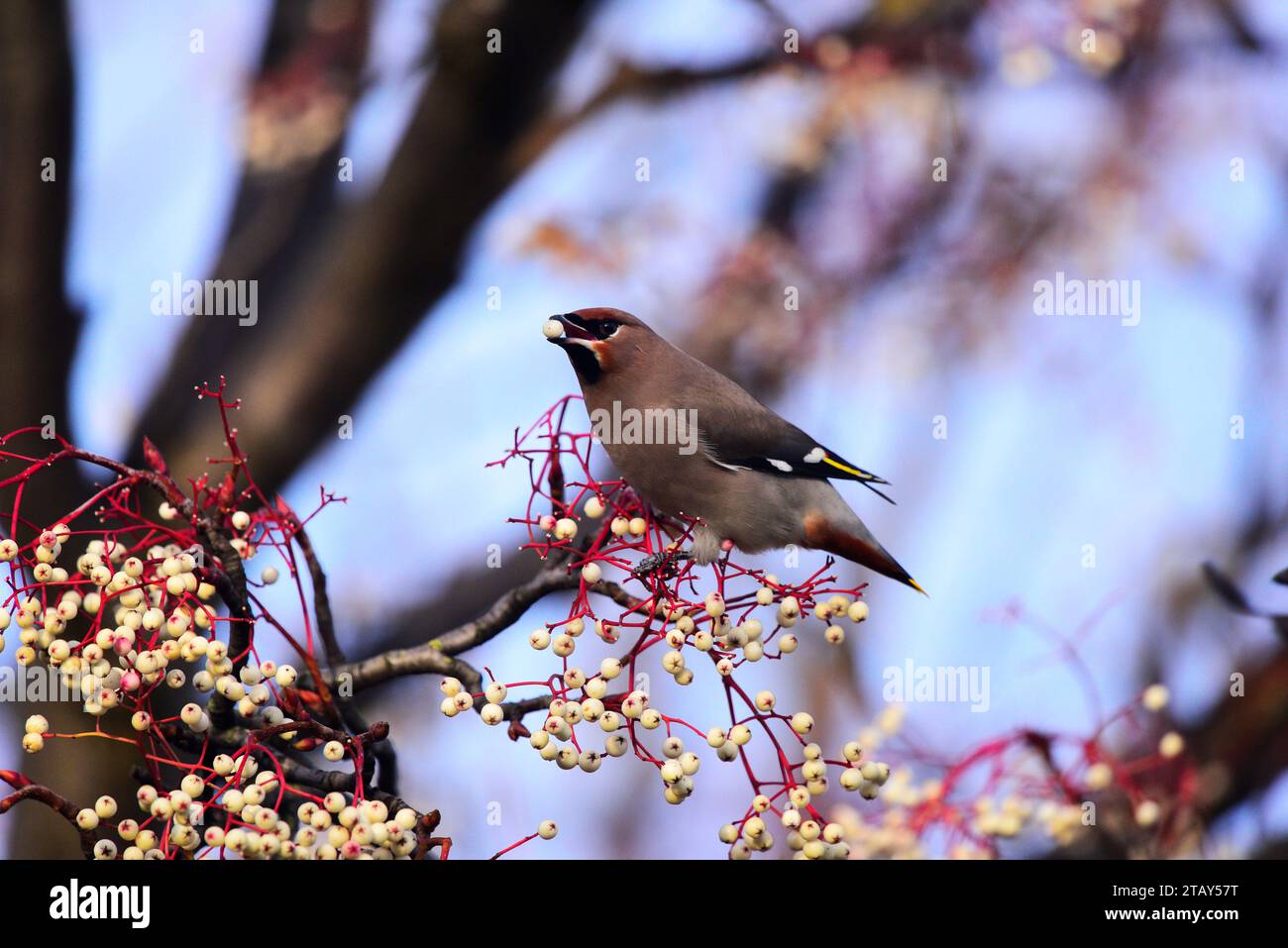 Bohemian Waxwing Bombycilla garrulus Foto Stock