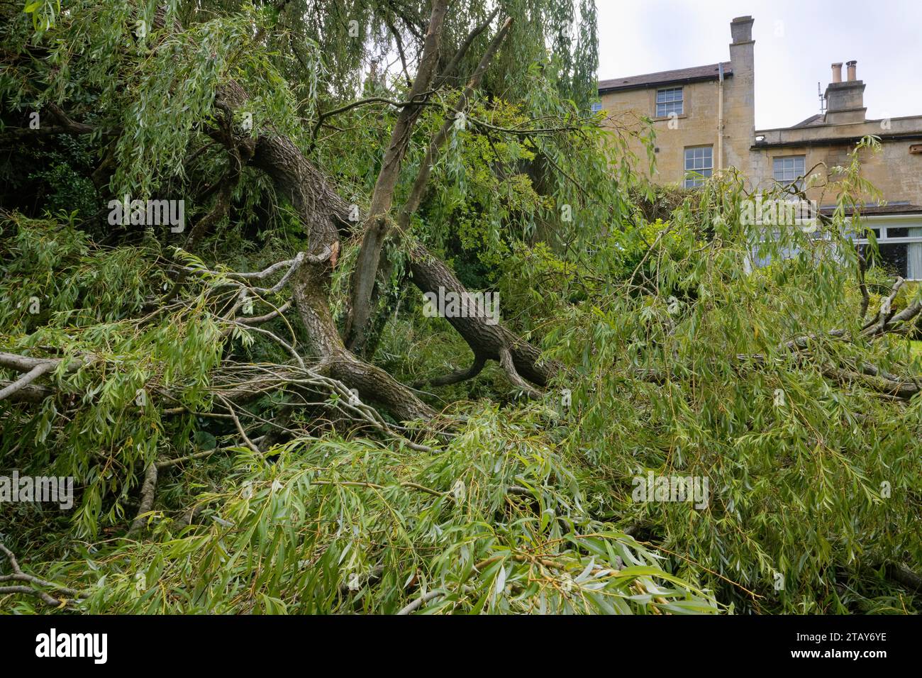 Salice piangente (Salix x sepulcralis) enorme ramo caduto in un giardino durante una tempesta, Wiltshire UK, agosto 2023. Proprietà rilasciata. Foto Stock