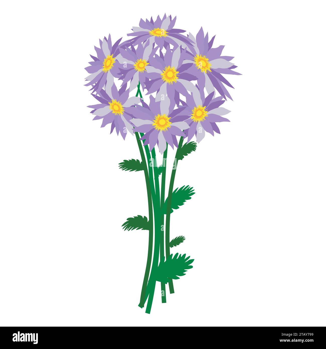 Bouquet di fiori di astro blu isolati su sfondo bianco. Fiori per regalo donna. Illustrazione vettoriale Illustrazione Vettoriale