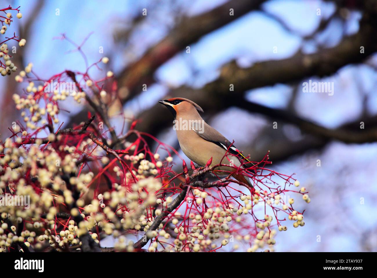 Bohemian Waxwing Bombycilla garrulus Foto Stock