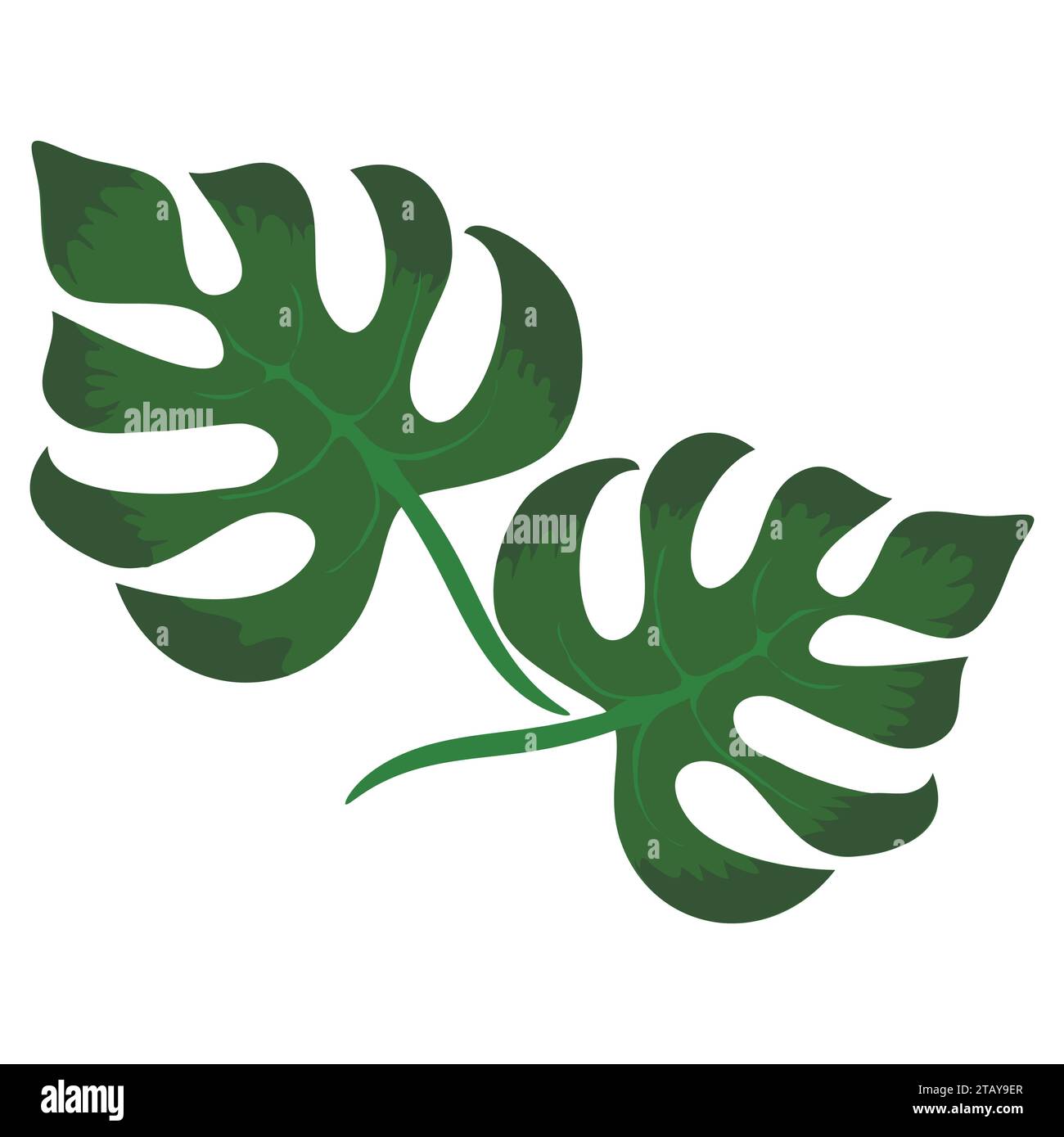 Foglie verdi tropicali della pianta di Monstera isolate su bacjground bianco. Natura tropicale dal design esotico della giungla. Illustrazione vettoriale. Illustrazione Vettoriale