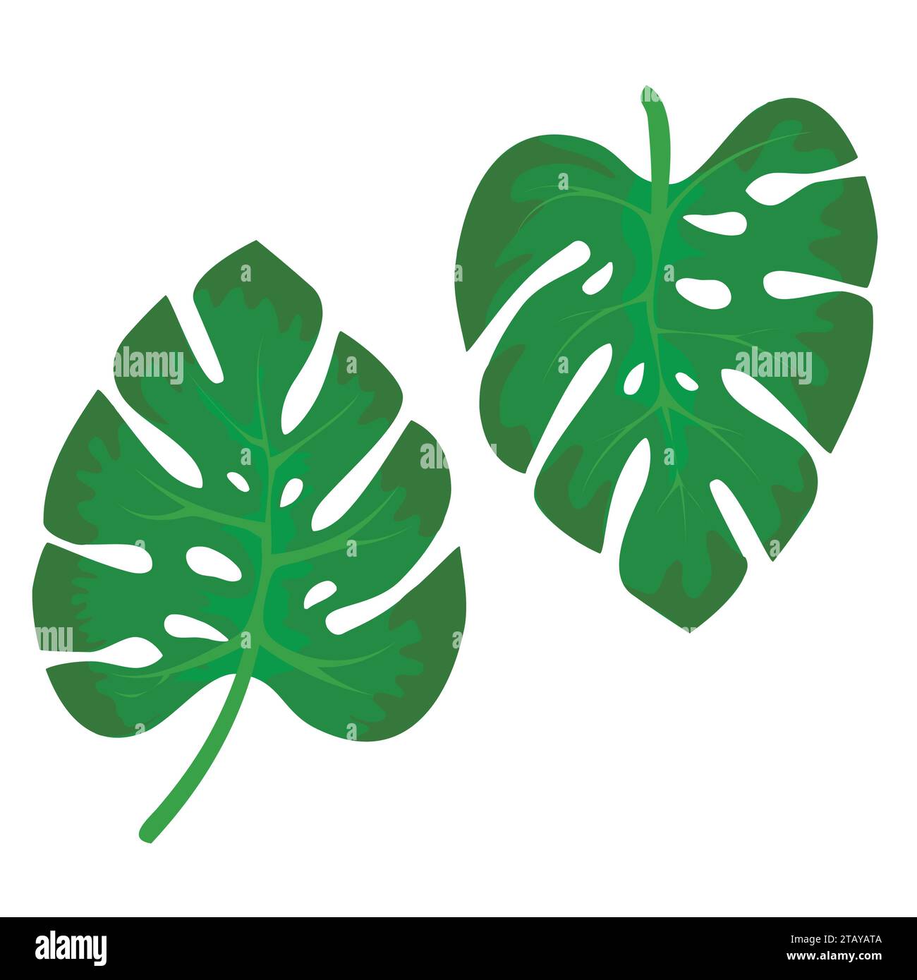 Foglie verdi tropicali della pianta di Monstera isolate su bacjground bianco. Natura tropicale dal design esotico della giungla. Illustrazione vettoriale. Illustrazione Vettoriale