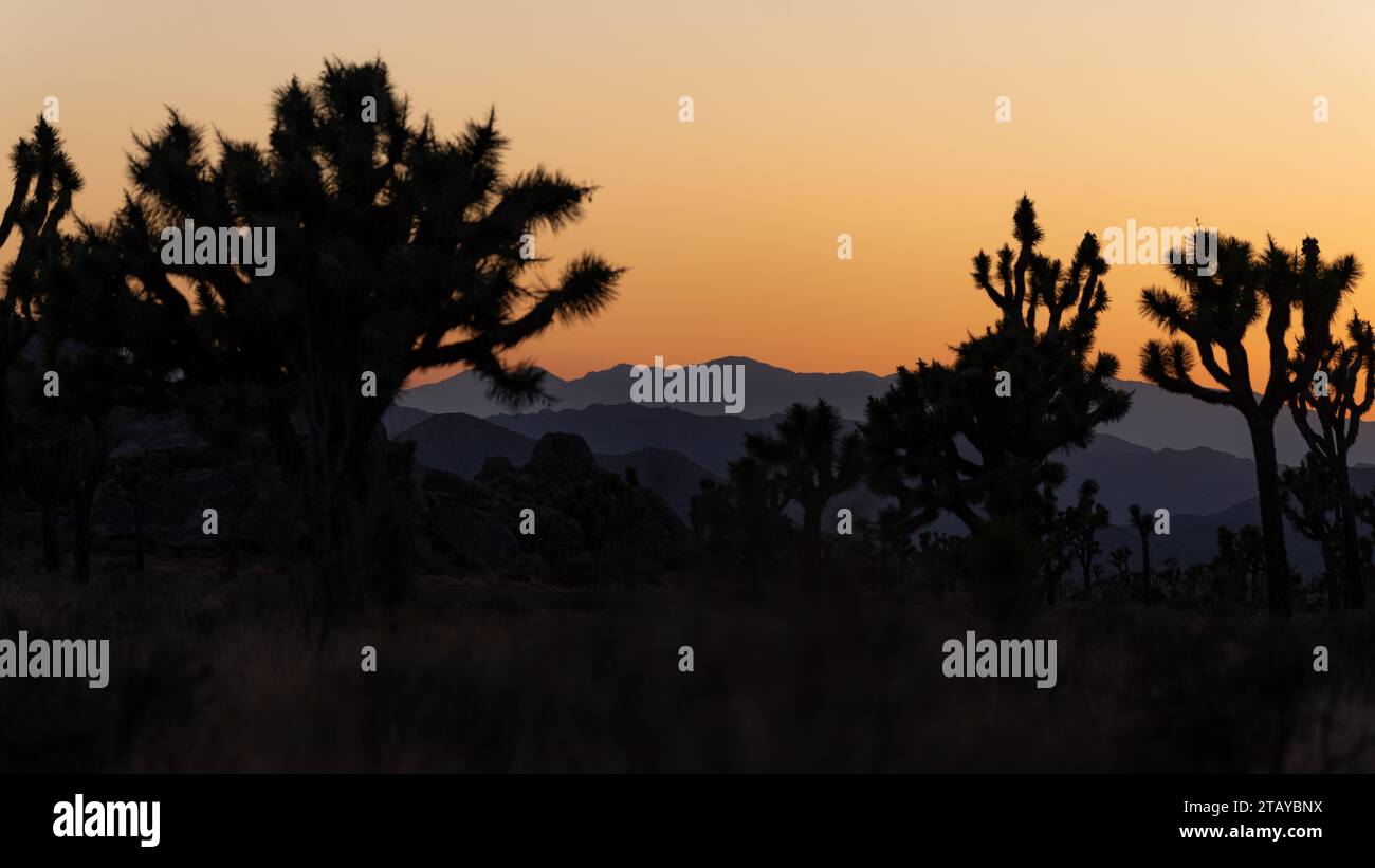 Dopo l'estate, il tramonto si illumina sugli alberi di Giosuè e sulle sagome di montagna al Joshua Tree National Park, California Foto Stock