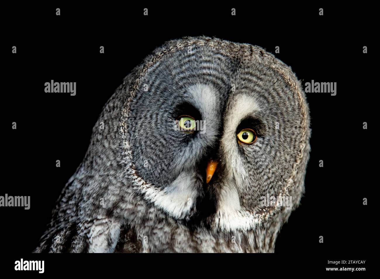 Primo piano di un grande gufo grigio con grandi occhi gialli Foto Stock