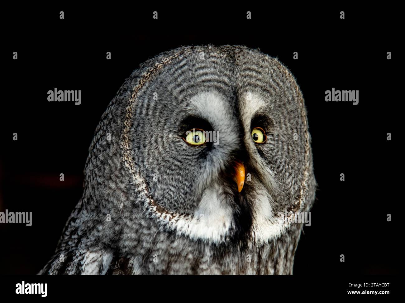 Primo piano di un grande gufo grigio con grandi occhi gialli Foto Stock