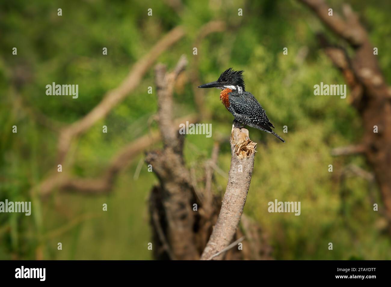 Kingfisher gigante - Megaceryle maxima è il più grande Martin pescatore in Africa, uccello riproduttore residente. Arancione e pied di colore bianco e nero con forte b Foto Stock
