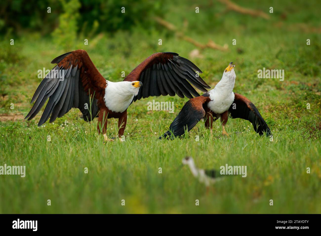 Aquila ittica africana Haliaeetus vocifer grande aquila bianca e bruna proveniente dall’Africa, uccello nazionale della Namibia, dello Zimbabwe, dello Zambia e del Sud Sudan. Volare e. Foto Stock