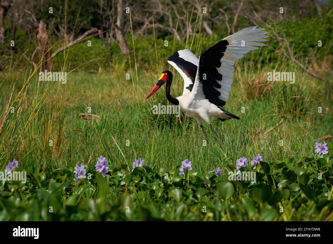 Cicogna a bisella - Ephippiorhynchus senegalensis o bisella, uccello in ciconide, dorso bianco e nero e testa rossa e gialla. Foto Stock